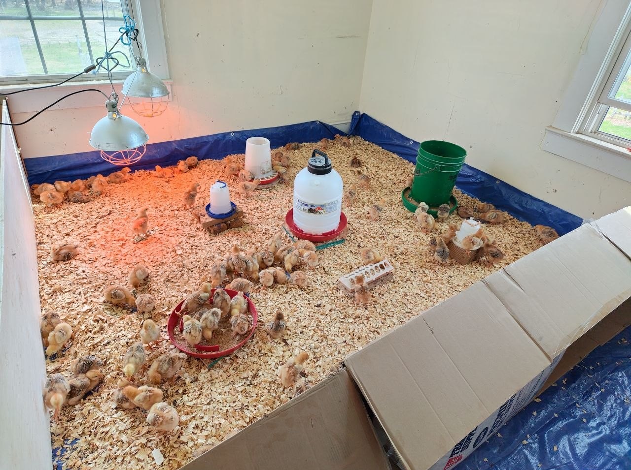 brooder