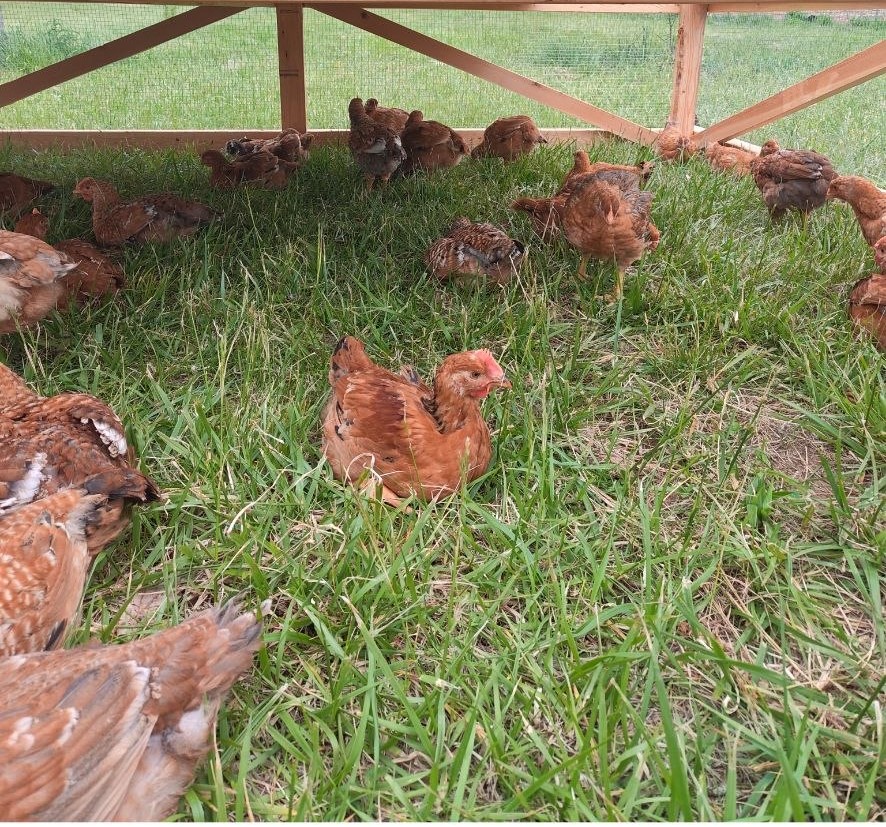 Chicken tractor